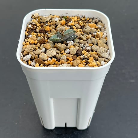 【アガベ チタノタブルー 実生】Agave titanota blue seedling