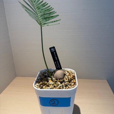 ディオーン・エデュレ（Dioon edule 'Palma Sola'）②