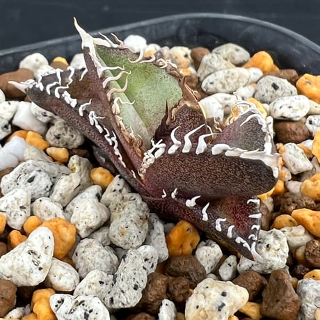 【アガベ オテロイ 実生】Agave oteroi seedling