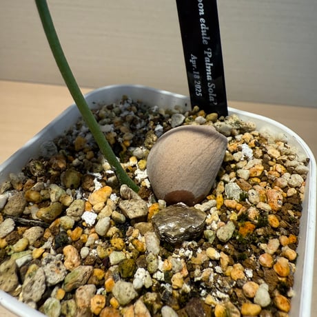 ディオーン・エデュレ（Dioon edule 'Palma Sola'）②
