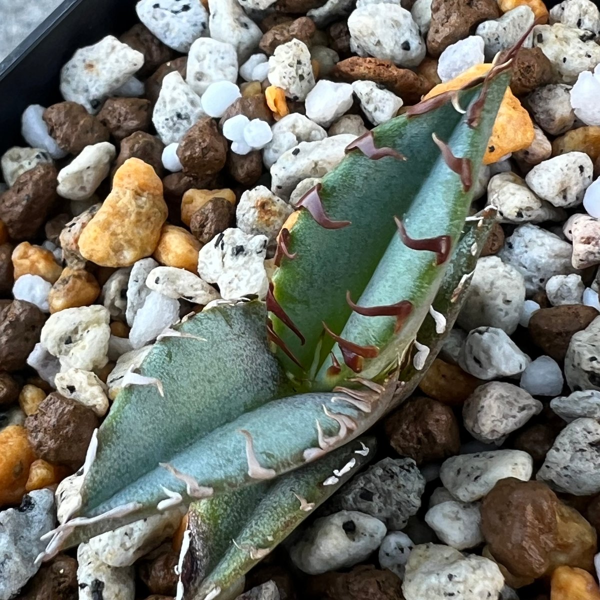 アガベ チタノタブルー 実生】Agave titanotablue seedling |