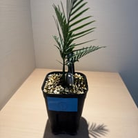 マクロザミア・コムニス（Macrozamia communis)  ①