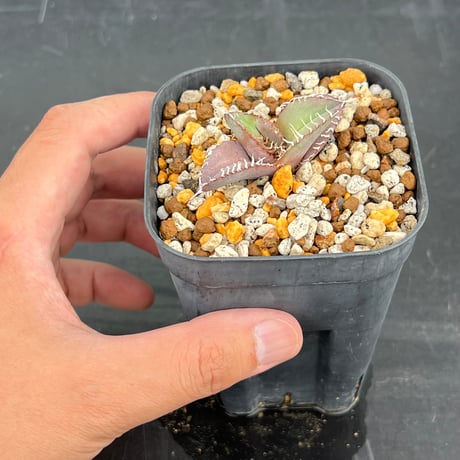 【アガベ オテロイ 実生】Agave oteroi seedling