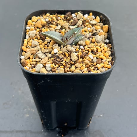 【アガベ チタノタブルー 実生】Agave titanota blue seedling
