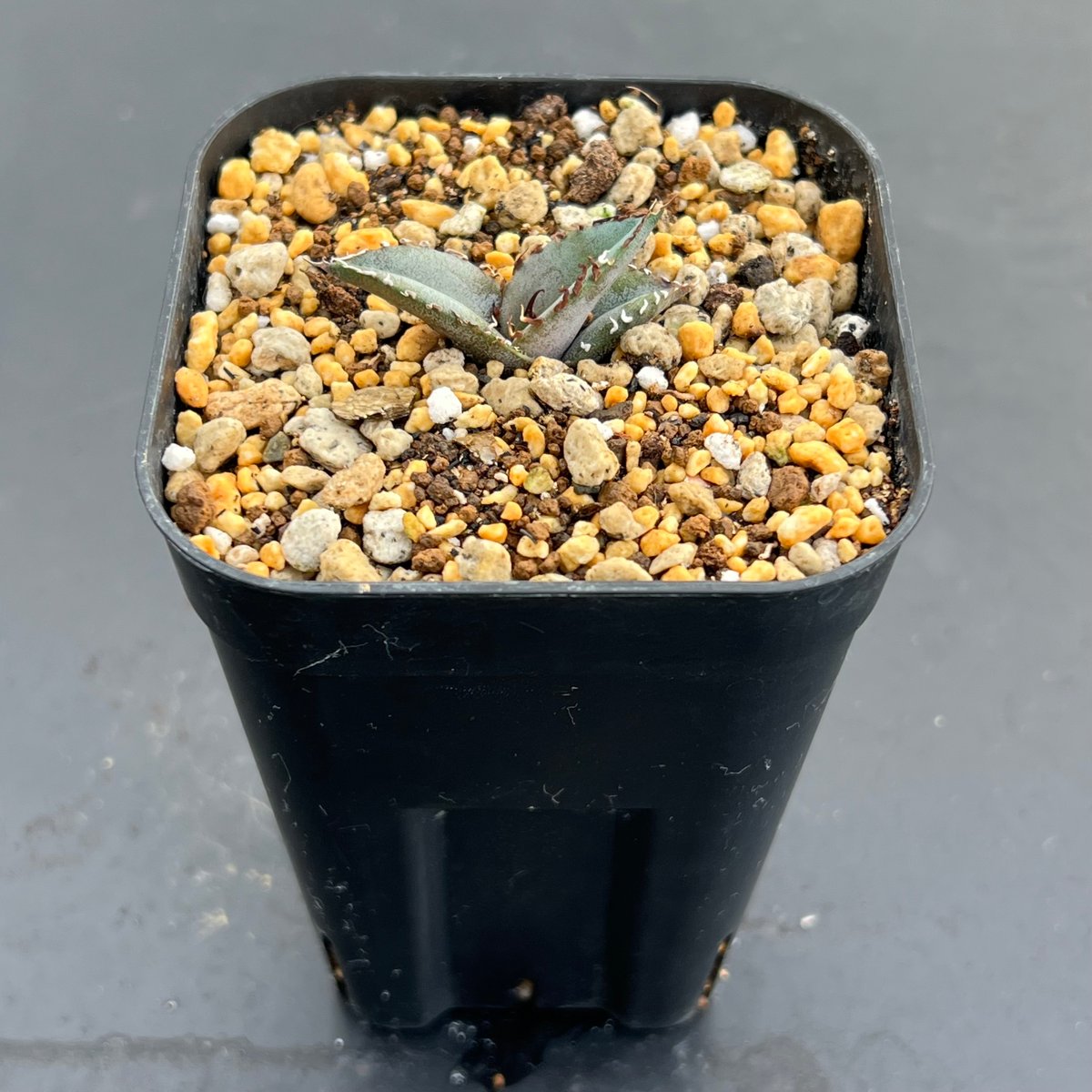 アガベ　チタノタブルー実生　子株 アガベ チタノタブルー 実生】Agave titanota blue seedling |