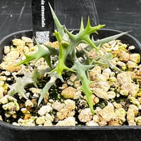 マクロザミア・コムニス（Macrozamia communis) | MINO GREEN