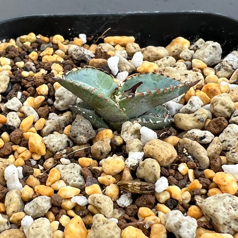 アガベ チタノタブルー 実生】Agave titanota blue seedling |