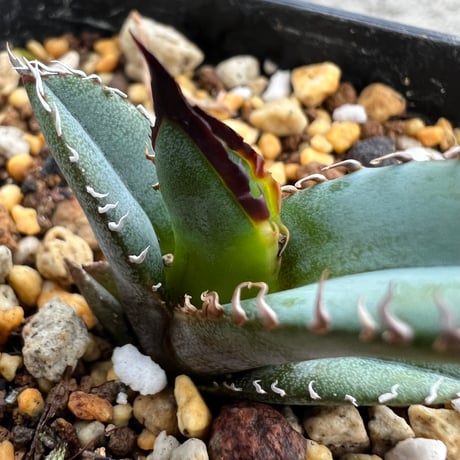 イベント等に　チタノタブルー　実生セット Amazon.co.jp: 聖新陶芸 種から育てる アガベ栽培セット