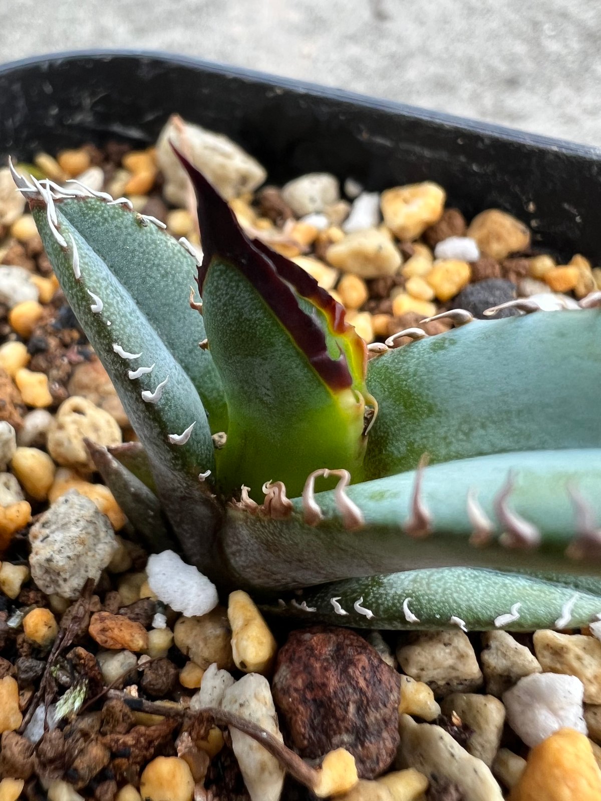 アガベ チタノタブルー 実生】Agave titanota blue seedling |