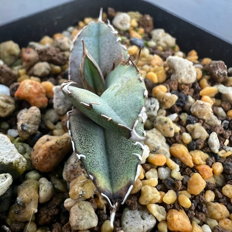 アガベ オテロイ 実生】Agave oteroi seedling | MINO GREEN