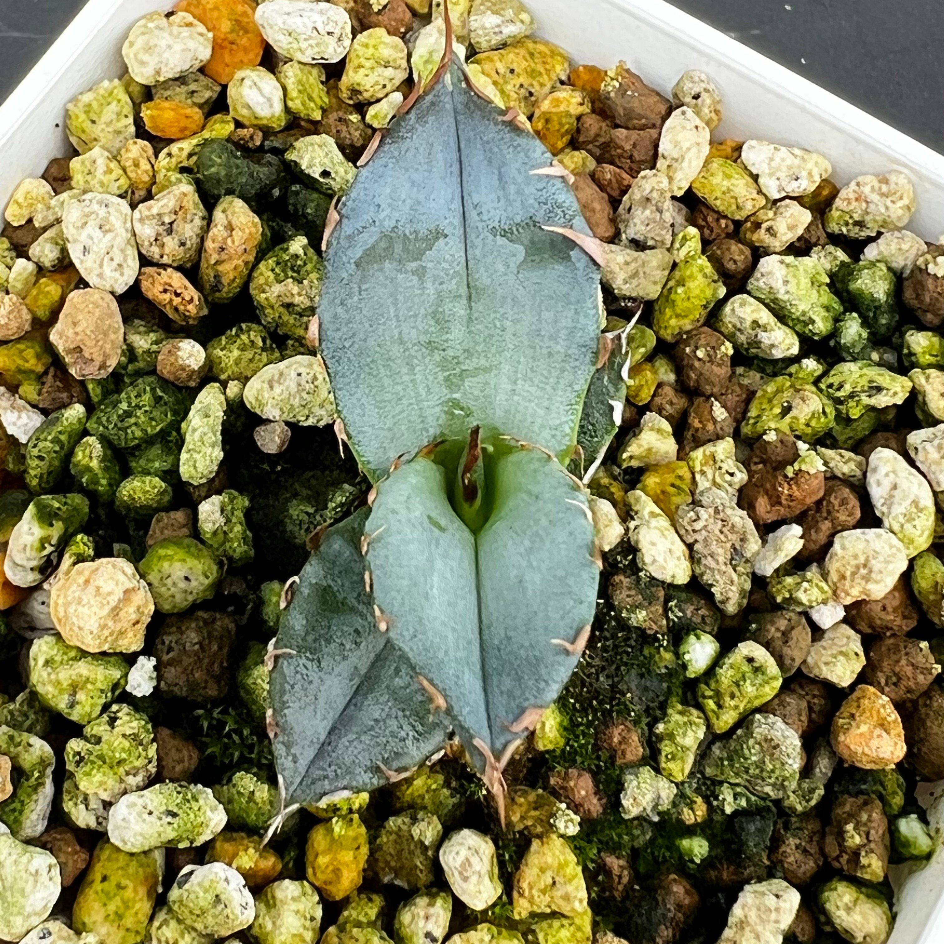アガベ チタノタブルー 実生】Agave titanota blue seedling |