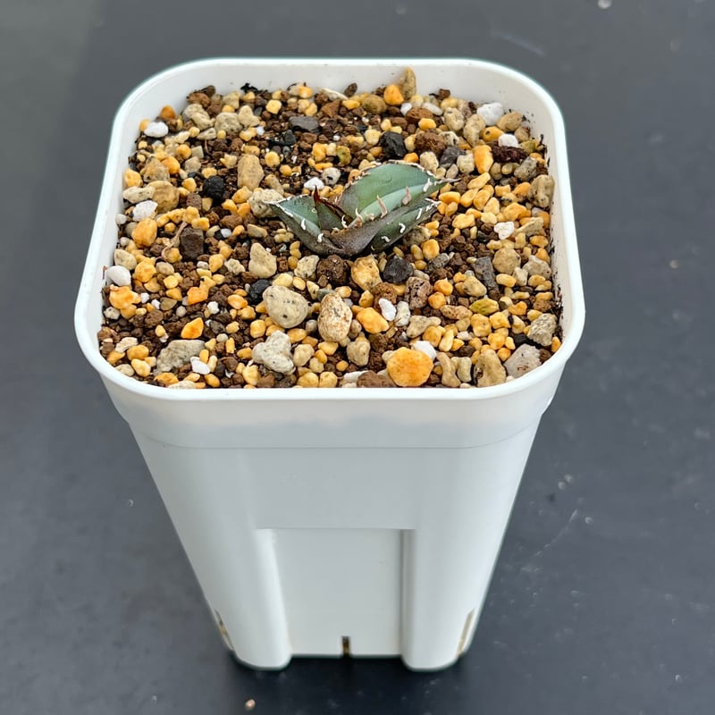 アガベ チタノタブルー 実生】Agave titanota blue seedling |