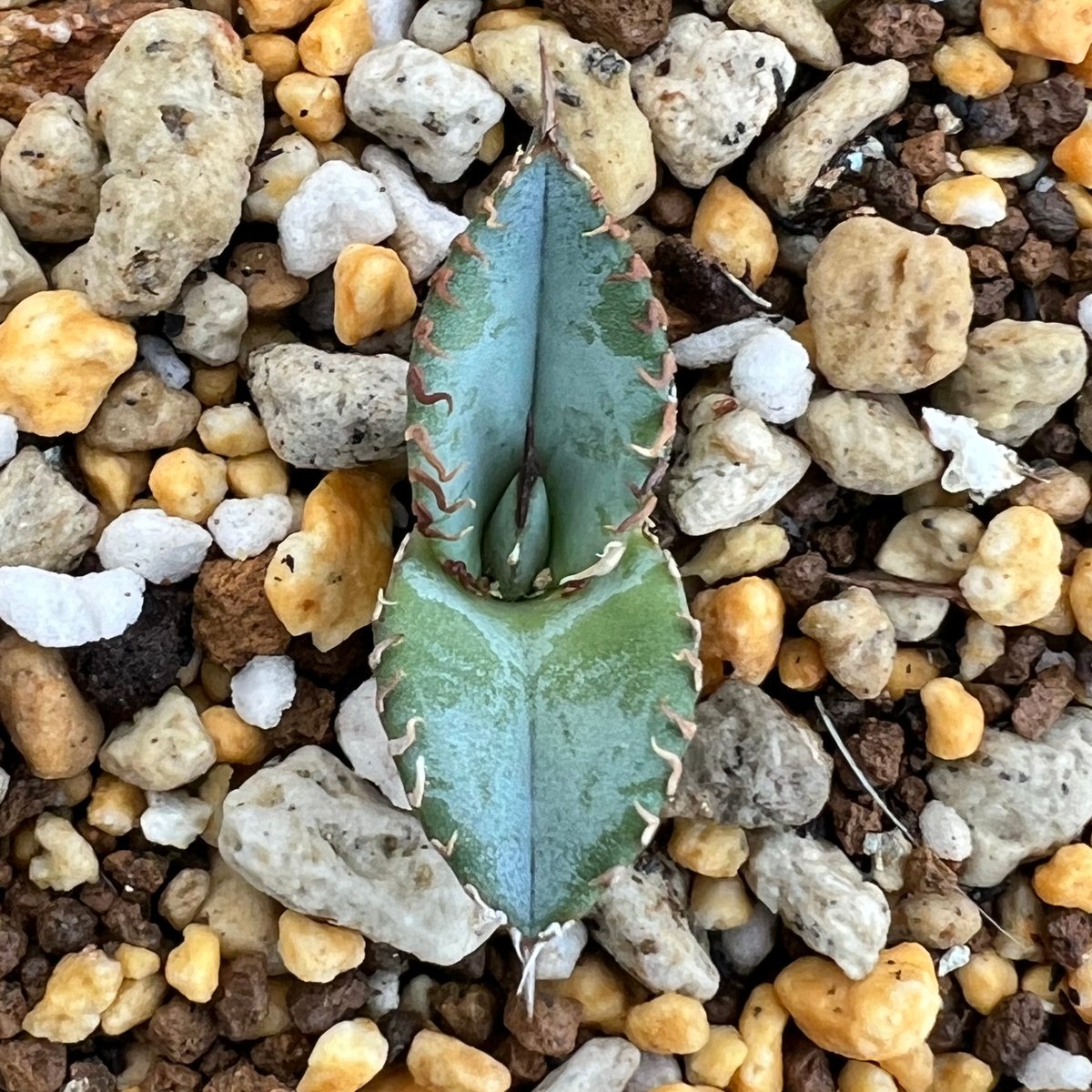アガベ チタノタブルー 実生】Agave titanota blue seedling |