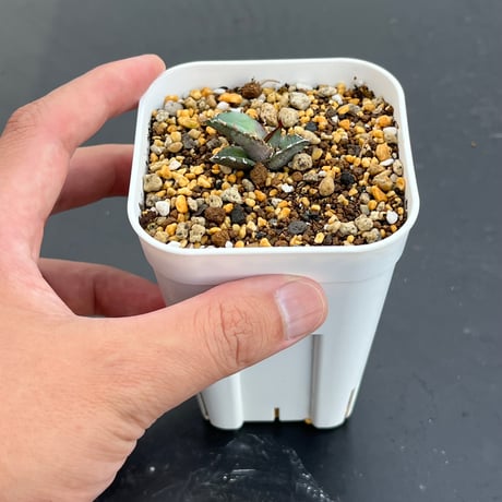 【アガベ チタノタブルー 実生】Agave titanota blue seedling