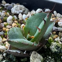 アガベ オテロイ 実生】Agave oteroi seedling | MINO GREEN