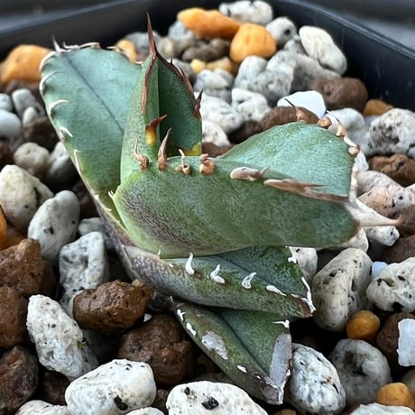 【アガベ チタノタブルー 実生】Agave  titanota blue seedling