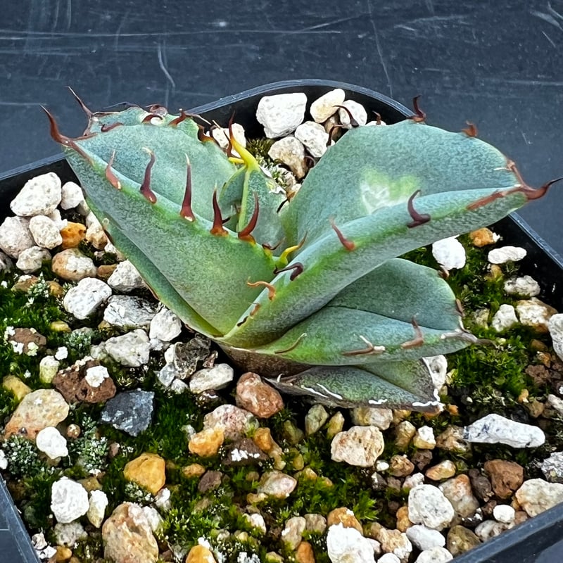 アガベ　オテロイ　実生 アガベ オテロイ 実生】Agave oteroi seedling | MINO GREEN