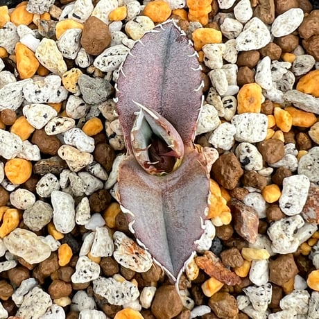 【アガベ オテロイ 実生】Agave oteroi seedling