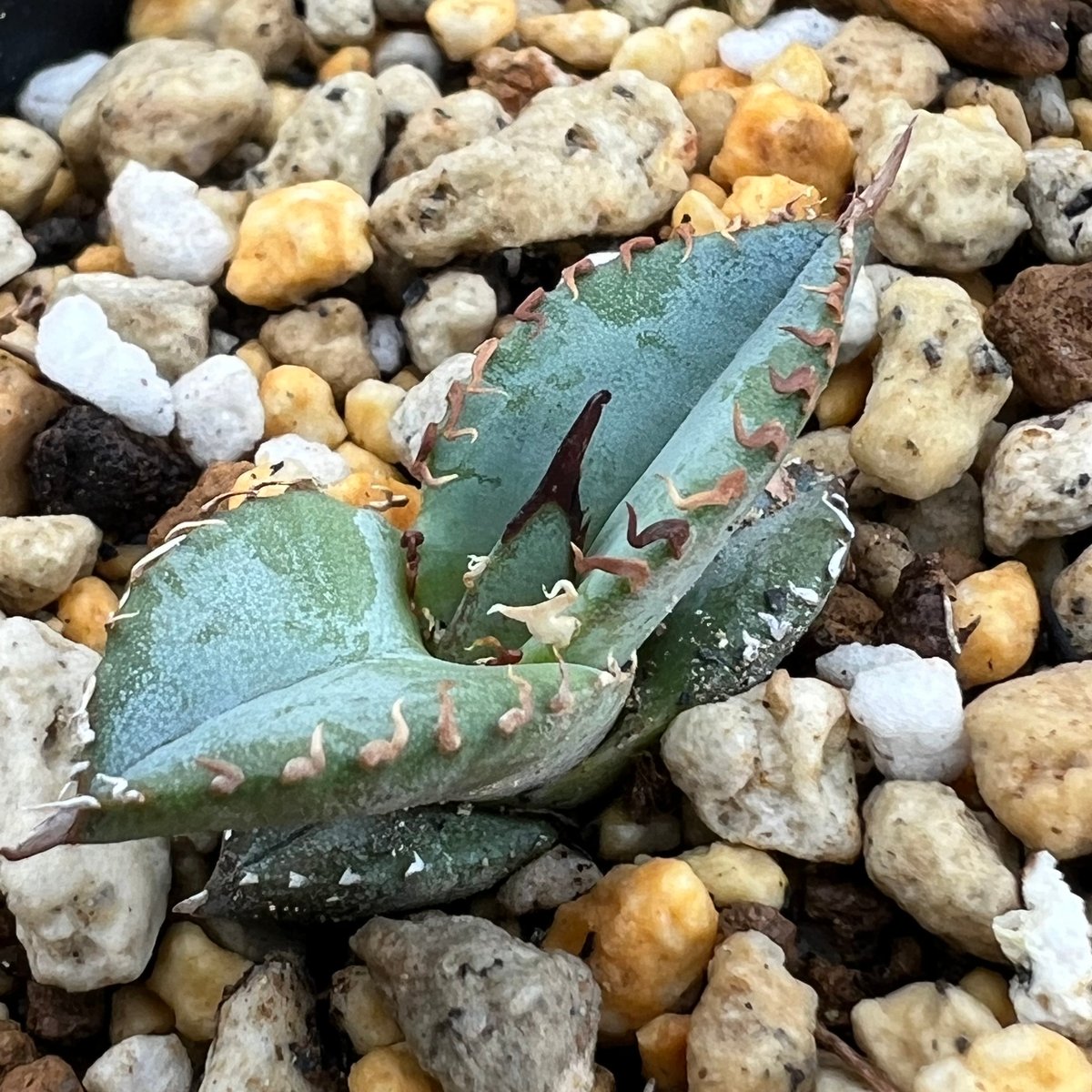 アガベ チタノタブルー 実生】Agave titanota blue seedling |