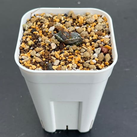 【アガベ チタノタブルー 実生】Agave titanota blue seedling