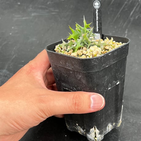【実生株】Euphorbia stenoclada ユーフォルビア・ステノクラーダ