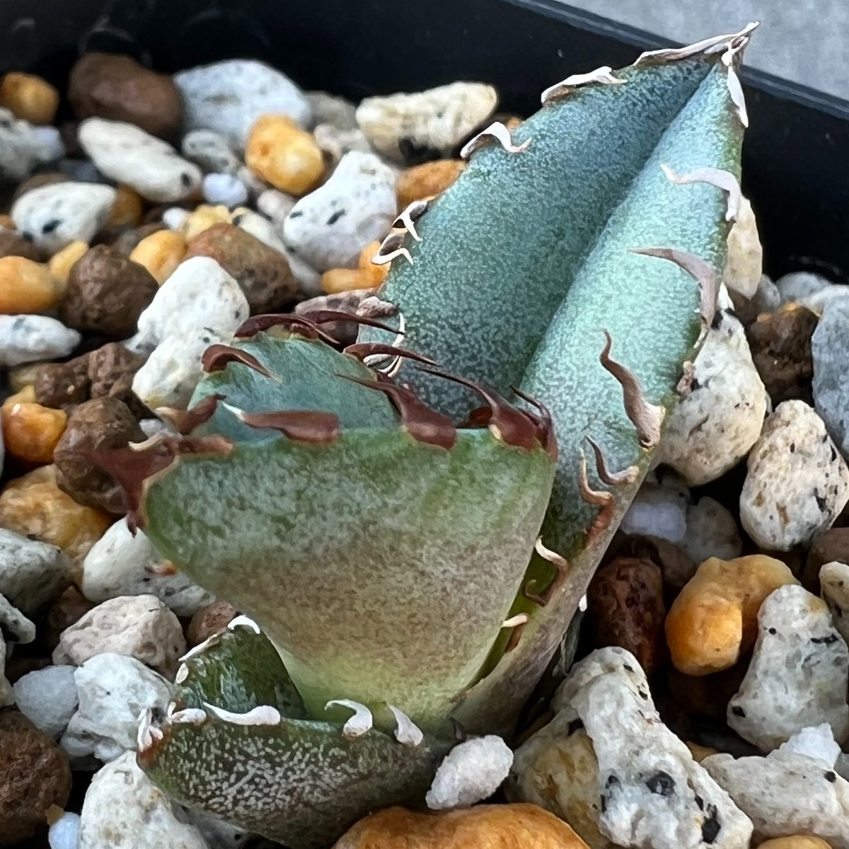 アガベ チタノタブルー 実生】Agave titanotablue seedling |