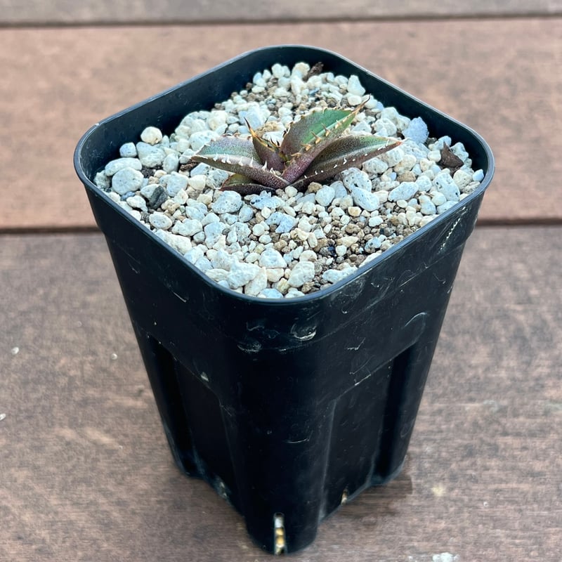 AGAVE OTEROI 2024年実生株 アガベ オテロイ 実生】Agave oteroi