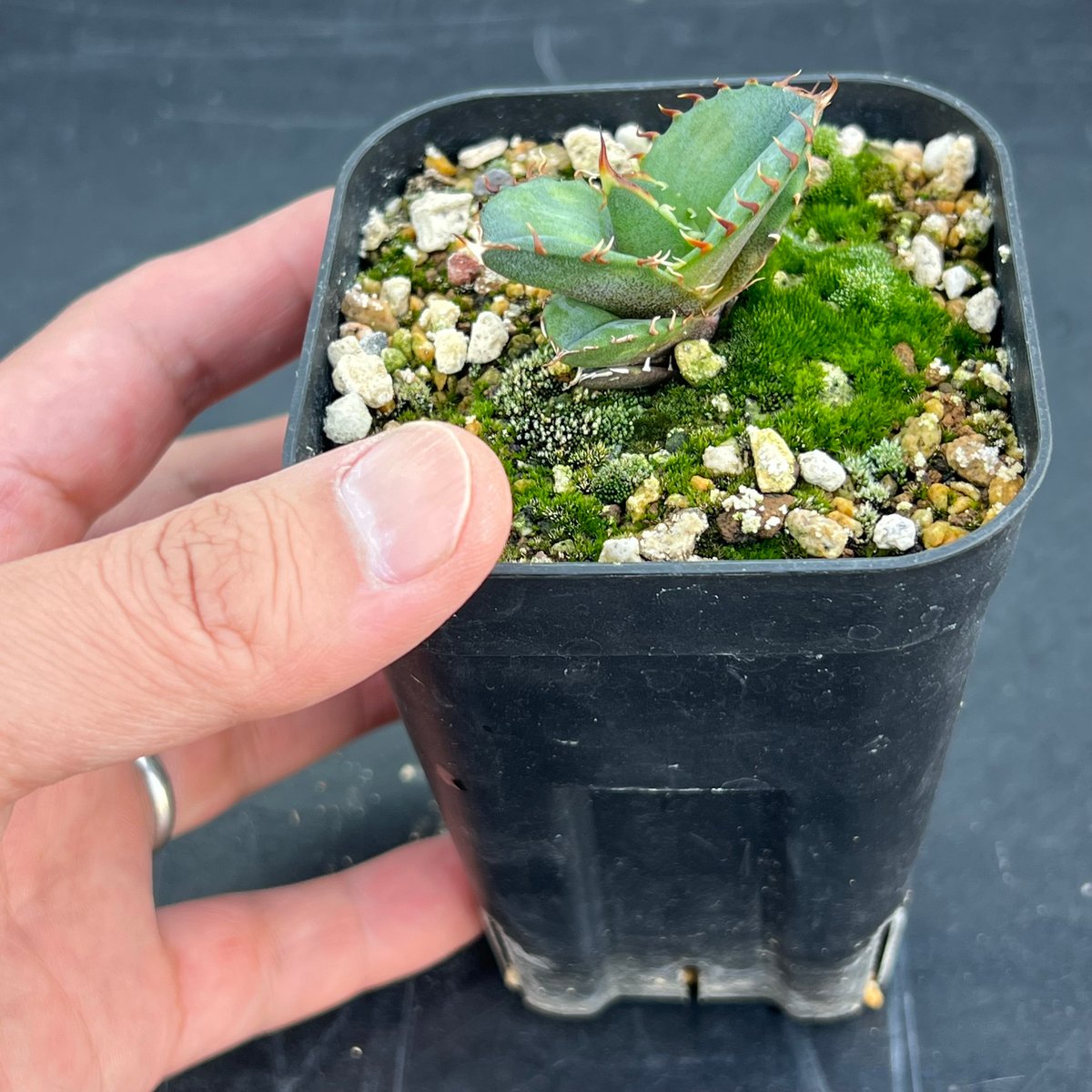 アガベ オテロイ 実生】Agave oteroi seedling | MINO GREEN