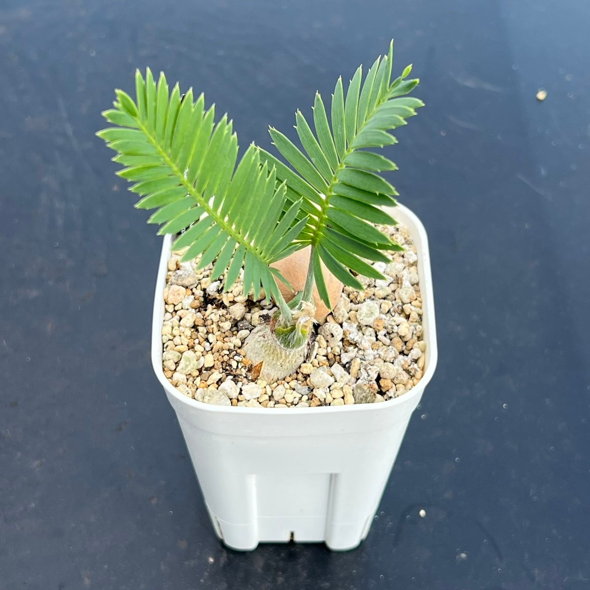 ディオーン・エデュレ（Dioon edule 'Palma Sola'）③ | MINO GREEN