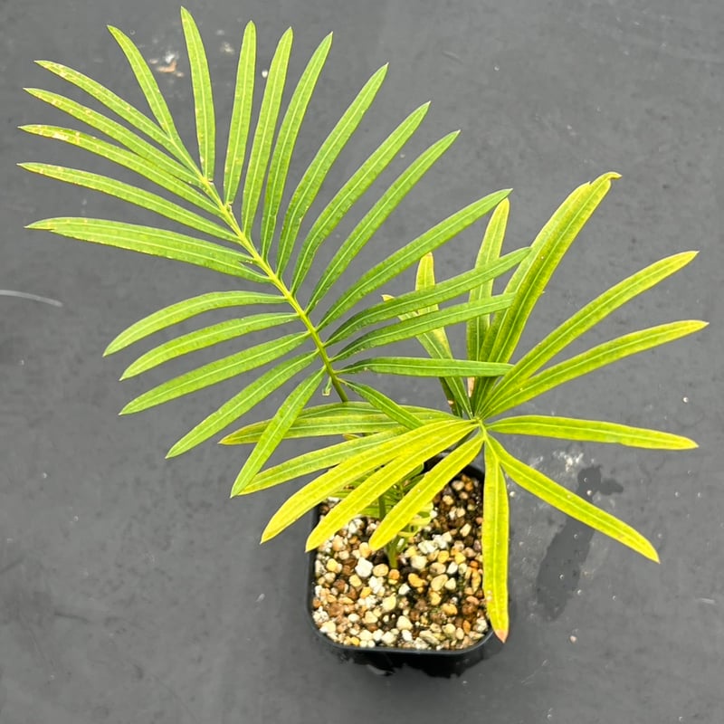 サイカス タイシルバー（Cycas sp Thai Silver）③ | MINO GREEN