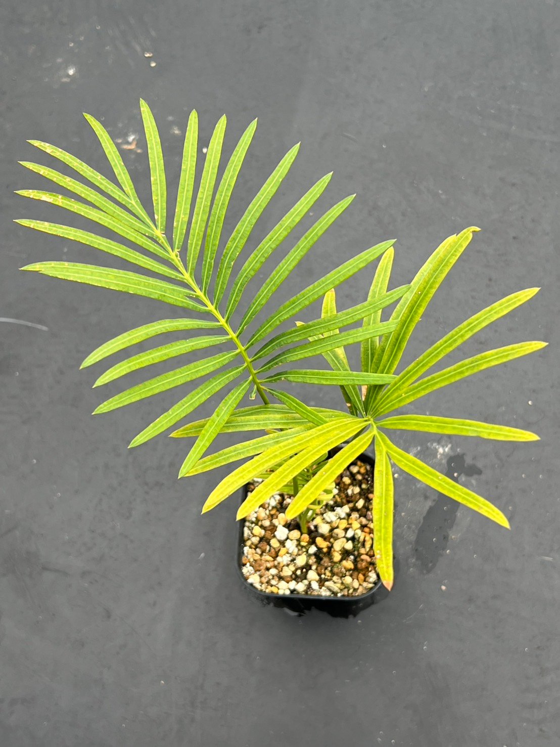 サイカス タイシルバー（Cycas sp Thai Silver）③ | MINO GREEN
