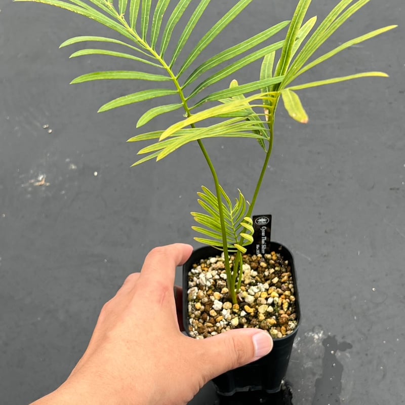 サイカス タイシルバー（Cycas sp Thai Silver）③ | MINO GREEN