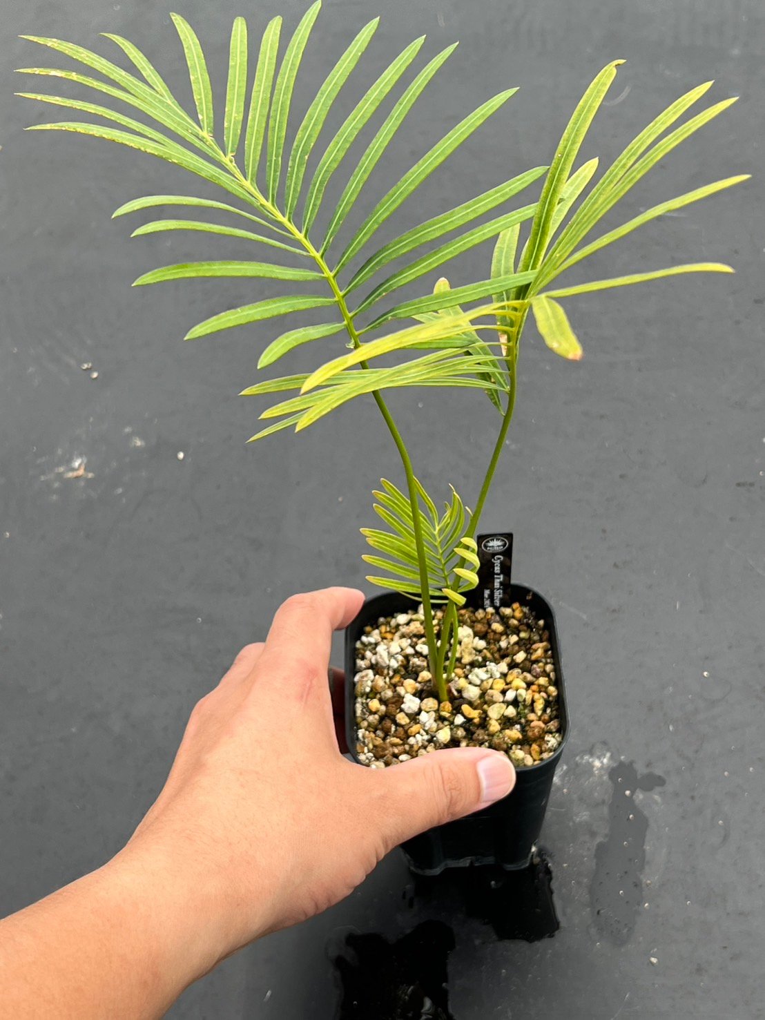 サイカス タイシルバー（Cycas sp Thai Silver）③ | MINO GREEN
