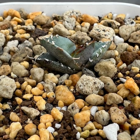 【アガベ チタノタブルー 実生】Agave titanota blue seedling