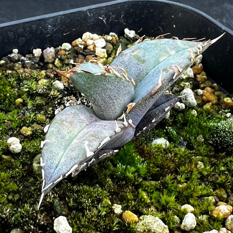アガベ オテロイ 実生】Agave oteroi seedling | MINO GREEN