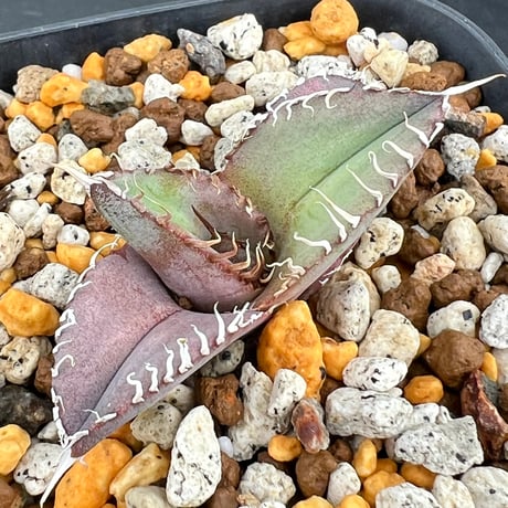 【アガベ オテロイ 実生】Agave oteroi seedling
