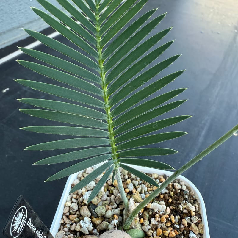 ディオーン・エデュレ（Dioon edule 'Palma Sola'）④ | MINO GREEN