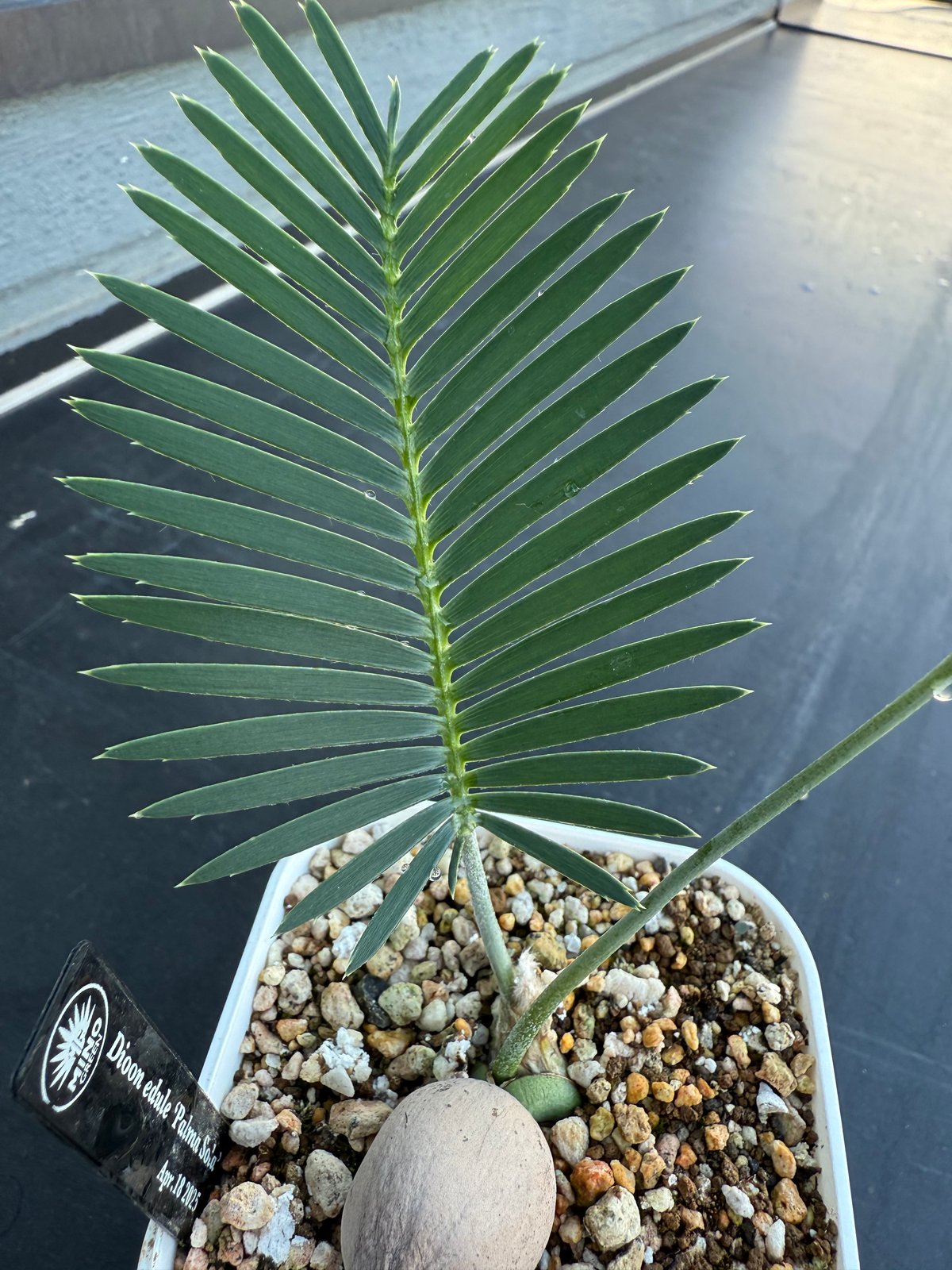 ディオーン・エデュレ（Dioon edule 'Palma Sola'）④ | MINO GREEN