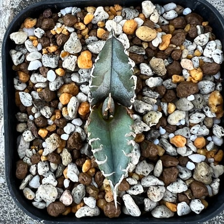 【アガベ チタノタブルー 実生】Agave  titanota blue seedling