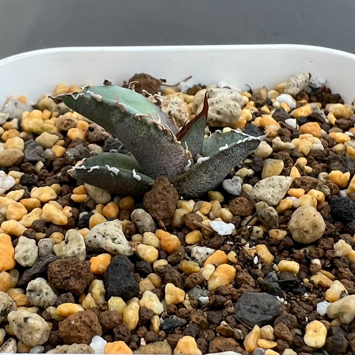 アガベ チタノタブルー 実生】Agave titanota blue seedling |