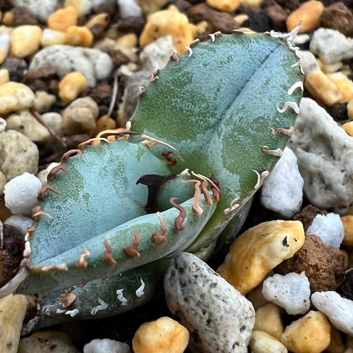 アガベ チタノタ　ブルー　実生 アガベ 特選極厚トップ ブルー チタノタブルー実生 | Heartplants