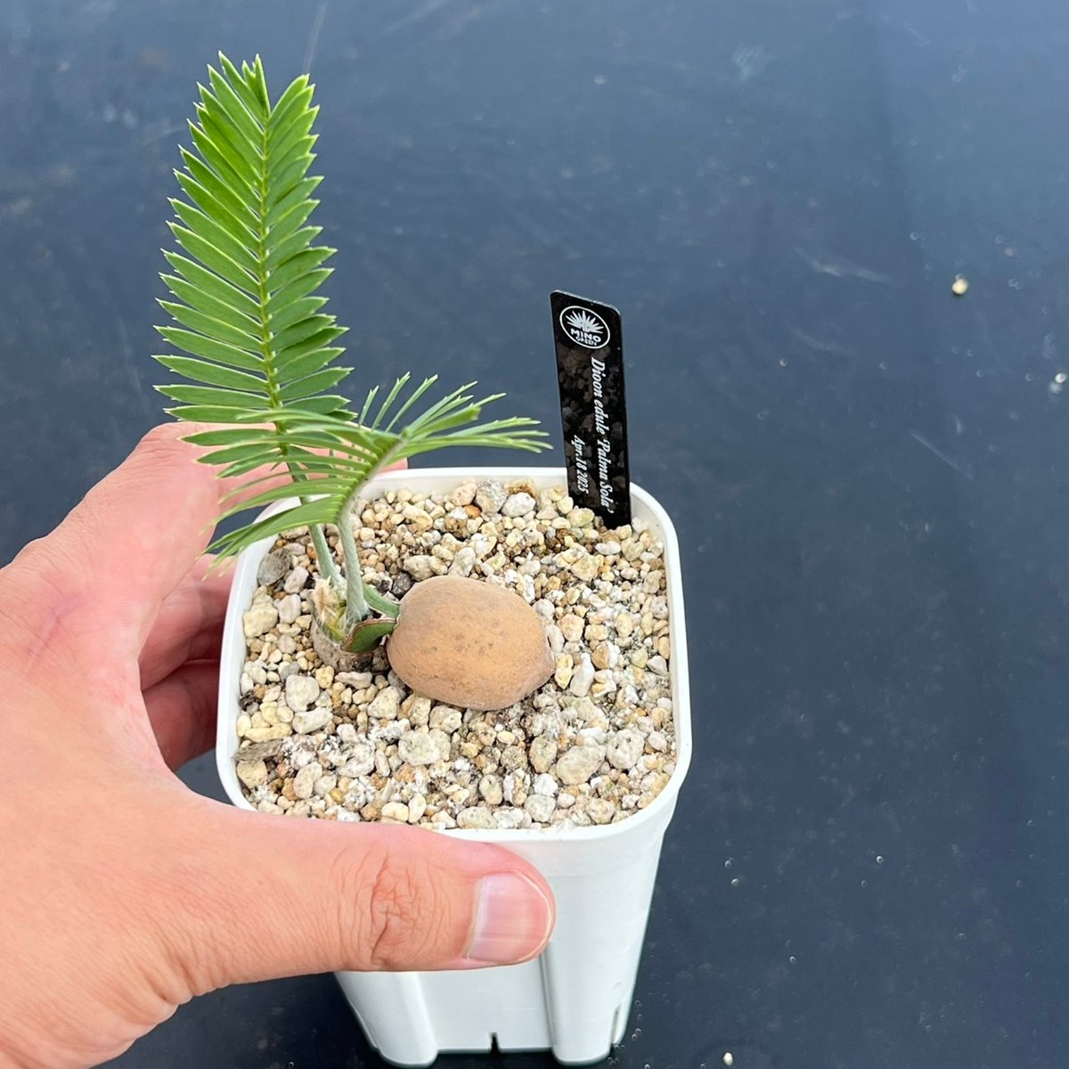 ディオーン・エデュレ（Dioon edule 'Palma Sola'）③ | MINO GREEN