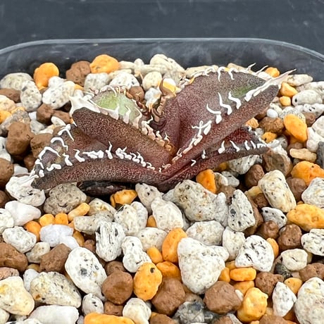【アガベ オテロイ 実生】Agave oteroi seedling