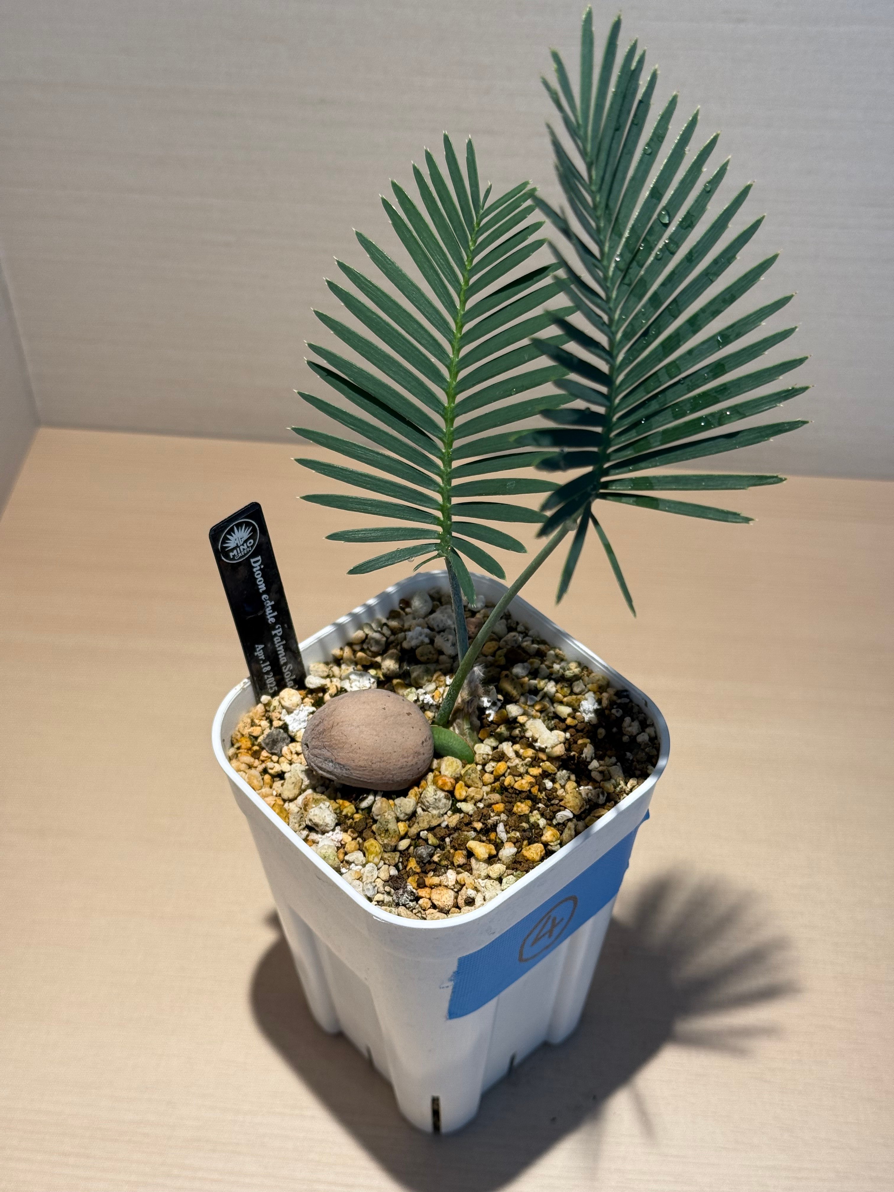 ディオーン・エデュレ（Dioon edule 'Palma Sola'）④ | MINO GREEN