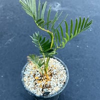 マクロザミア・コムニス（Macrozamia communis)