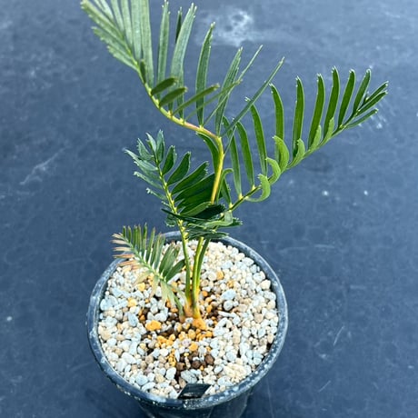 マクロザミア・コムニス（Macrozamia communis) | MINO GREEN