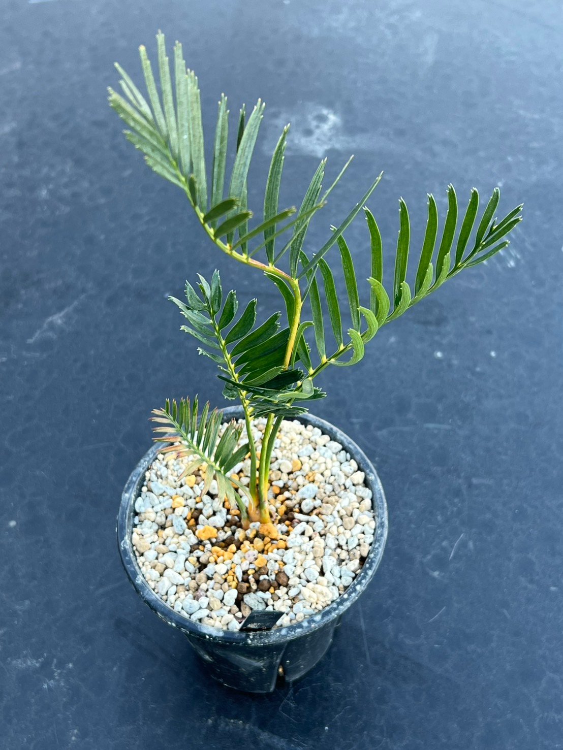 【現品】マクロザミア・コムニス　Macrozamia communis　8号S4 マクロザミア・コムニス（Macrozamia communis) | MINO GREEN