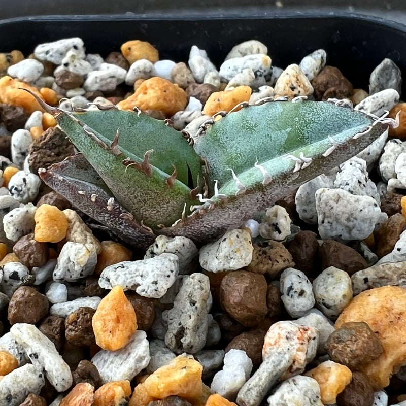 アガベ チタノタブルー 実生】Agave titanota blue seedling |