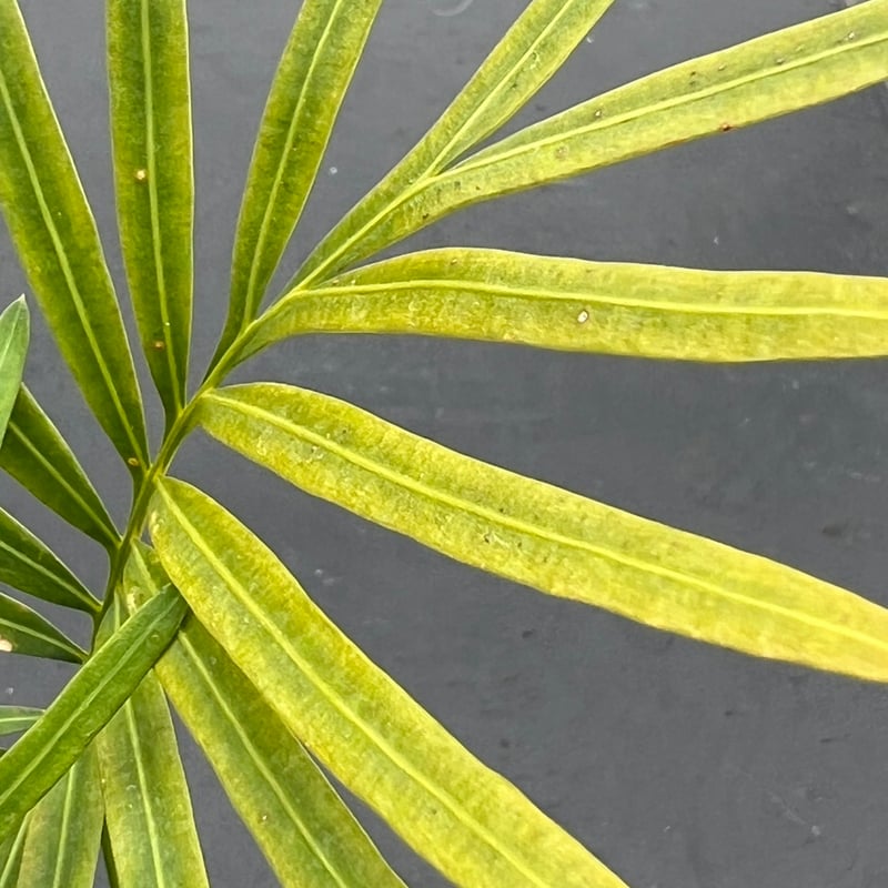 サイカス タイシルバー（Cycas sp Thai Silver）③ | MINO GREEN