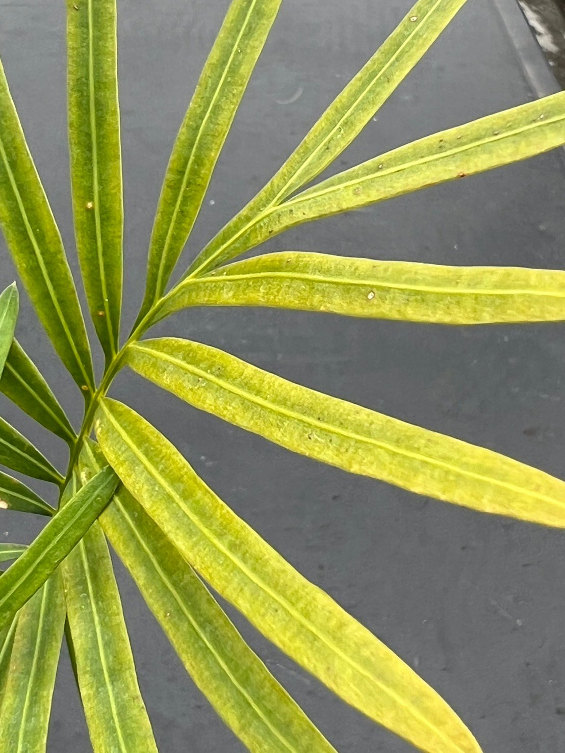 サイカス タイシルバー（Cycas sp Thai Silver）③ | MINO GREEN